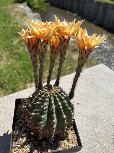 Echinopsis sonnengold